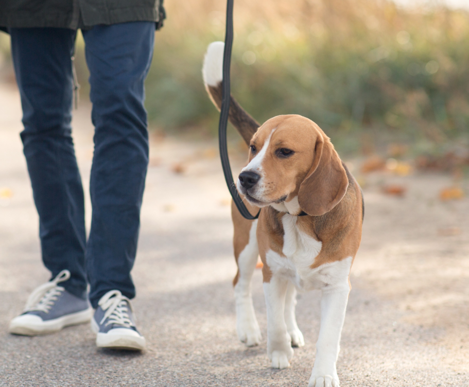 Beagle an der Leine beim Einzeltraining.
