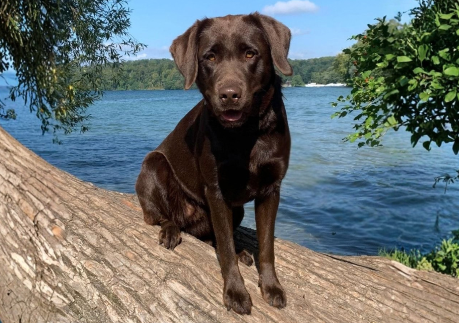 Nala, ein brauner Labrador aus Dettenheim auf einem Baumstamm